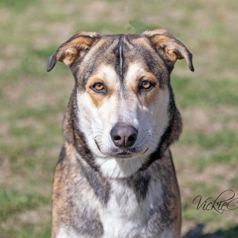 Dog for adoption - Kenai, a Shepherd Mix in Abilene, TX | Petfinder