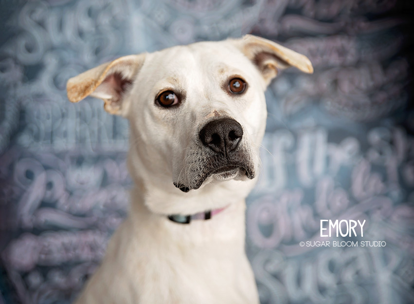 Emory, an adoptable Australian Cattle Dog / Blue Heeler, Labrador Retriever in Littleton, CO, 80126 | Photo Image 1