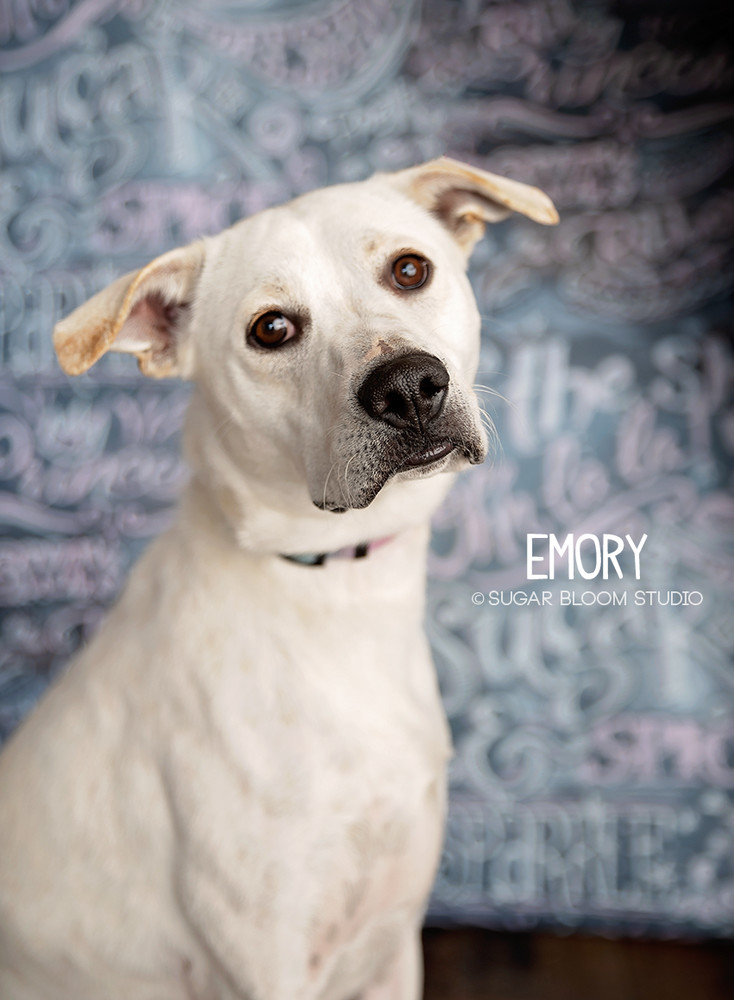 Emory, an adoptable Australian Cattle Dog / Blue Heeler, Labrador Retriever in Littleton, CO, 80126 | Photo Image 2