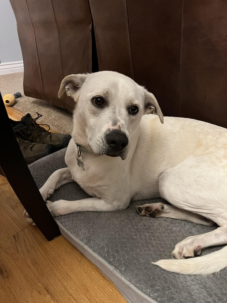 Emory, an adoptable Australian Cattle Dog / Blue Heeler, Labrador Retriever in Littleton, CO, 80126 | Photo Image 3