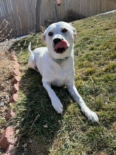 Emory, an adoptable Australian Cattle Dog / Blue Heeler, Labrador Retriever in Littleton, CO, 80126 | Photo Image 4