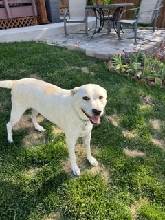 Emory, an adoptable Australian Cattle Dog / Blue Heeler, Labrador Retriever in Littleton, CO, 80126 | Photo Image 5