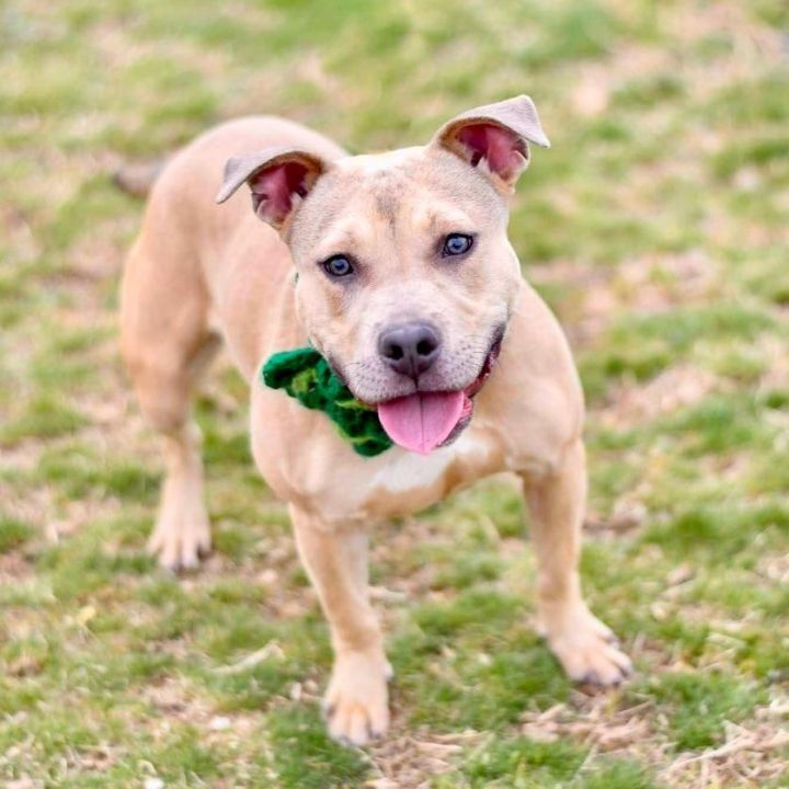 Jellybean , an adoptable American Staffordshire Terrier in Bethel, CT_image-1