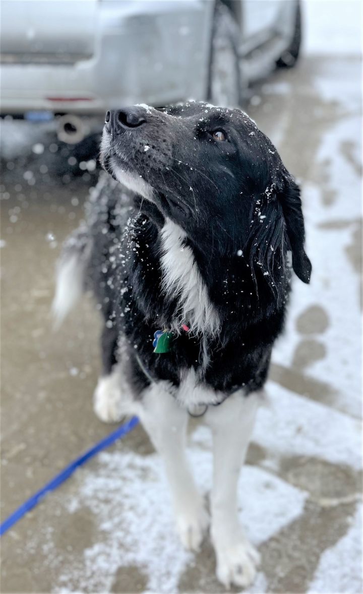 Forest, an adoptable Border Collie & Great Pyrenees Mix in Winter Park, CO_image-1