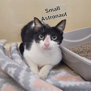 Small Astronaut