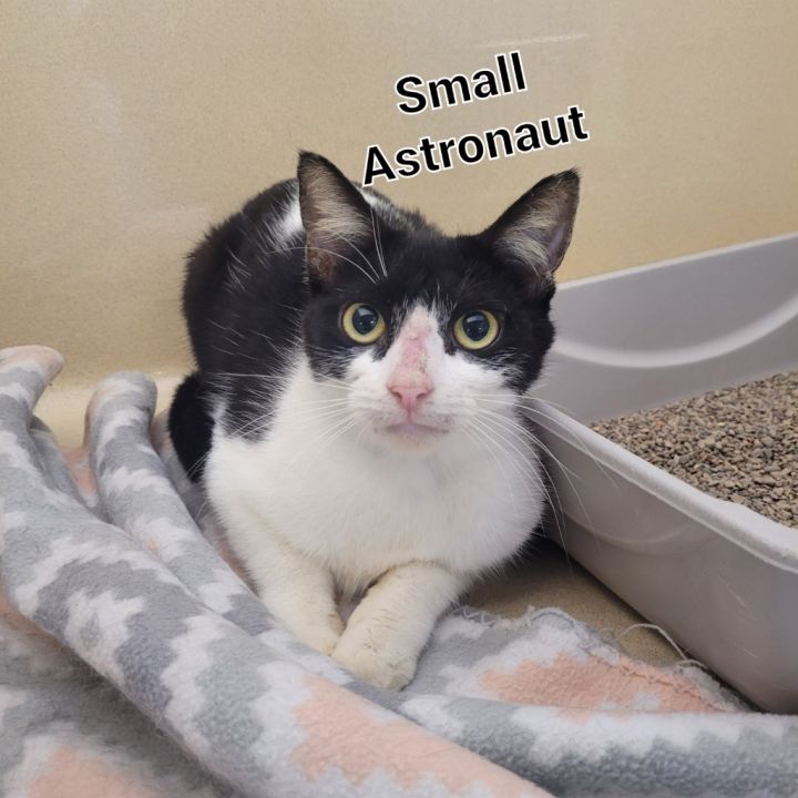 Small Astronaut 1