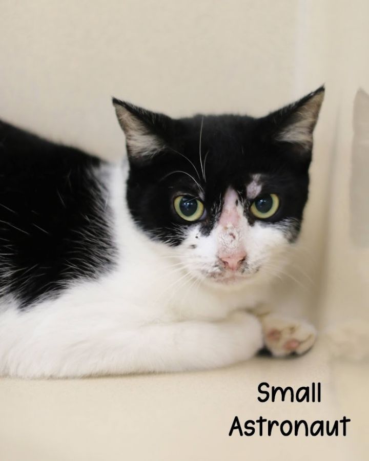Small Astronaut, an adoptable Domestic Short Hair in Gautier, MS_image-3