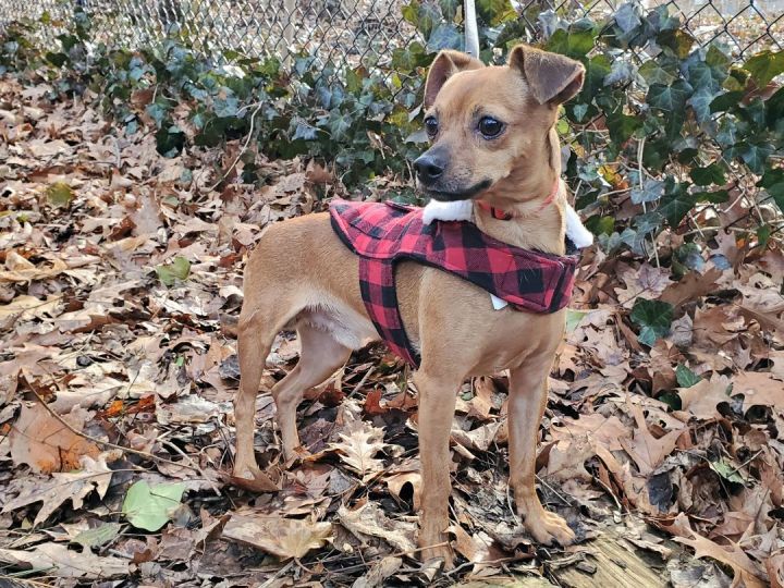 Ziggy, an adoptable Chiweenie in Port Washington, NY_image-1