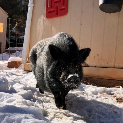 Milosh, an adoptable Pig in Kanab, UT_image-3