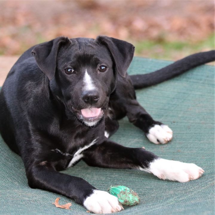 Kyland, an adoptable Labrador Retriever Mix in Hagerstown, MD_image-4