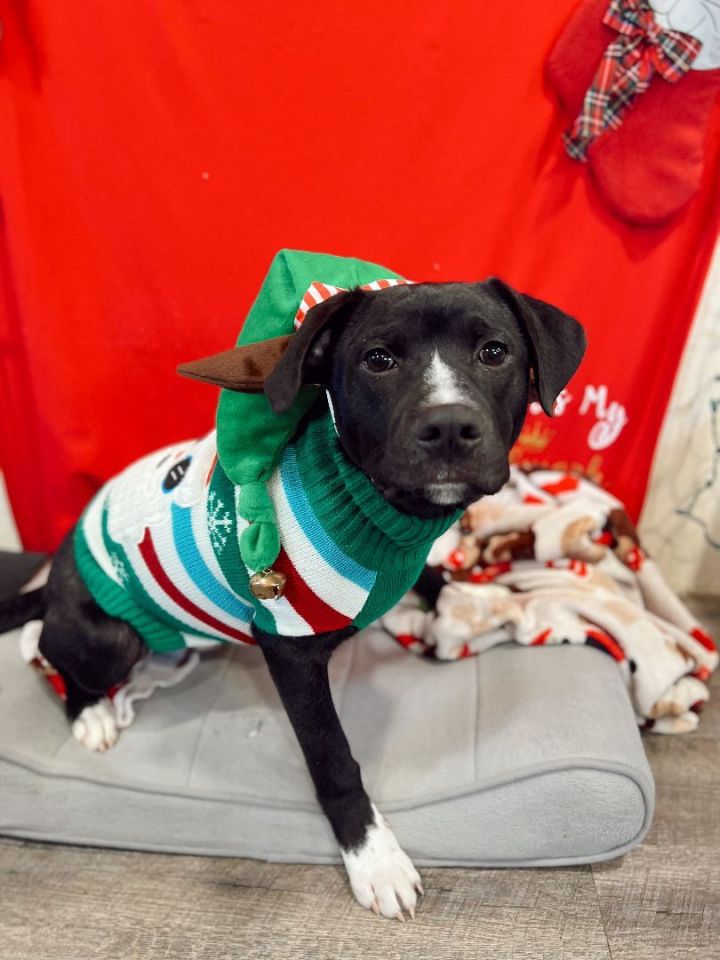 Kyland, an adoptable Labrador Retriever Mix in Hagerstown, MD_image-5
