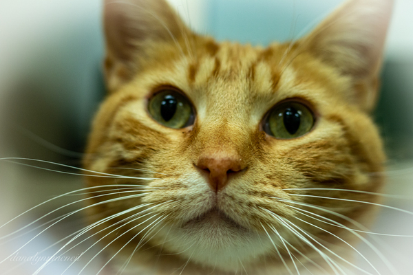 Danny, an adoptable Domestic Short Hair in Lincoln, NE_image-4