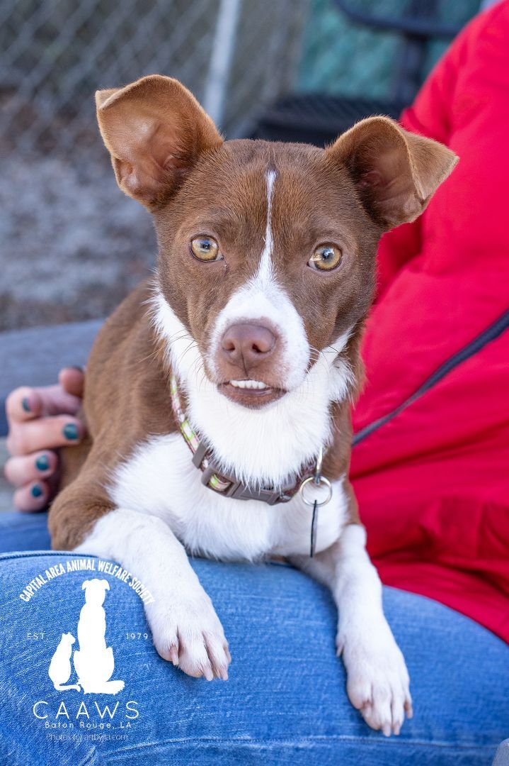 Zach, an adoptable Chihuahua & Basenji Mix in Baton Rouge, LA_image-1