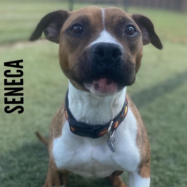Seneca 1