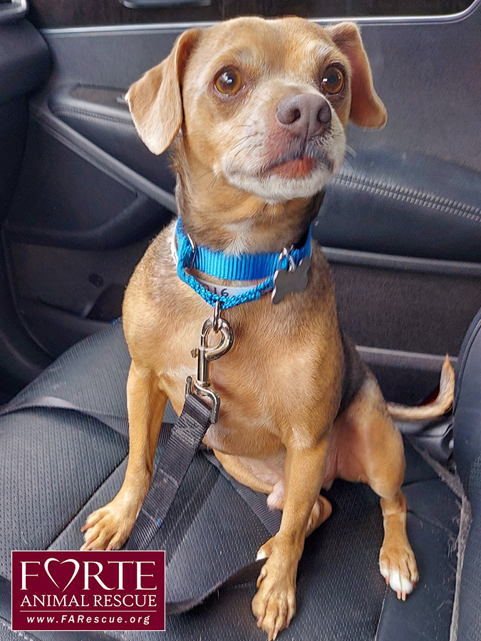 Chico, an adoptable Beagle & Chihuahua Mix in Marina Del Rey, CA_image-1