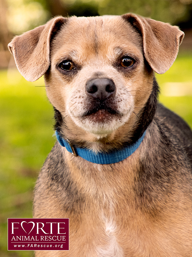 Chico, an adoptable Beagle & Chihuahua Mix in Marina Del Rey, CA_image-2