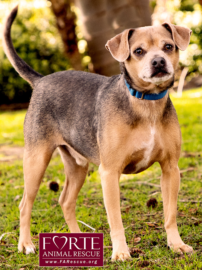 Chico, an adoptable Beagle & Chihuahua Mix in Marina Del Rey, CA_image-5