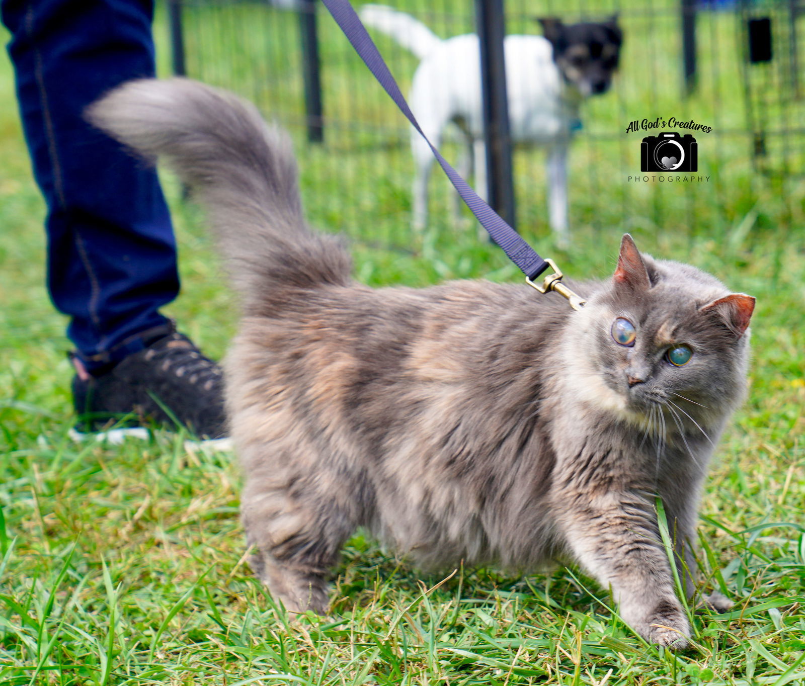 *Narcissa, an adoptable Domestic Long Hair in Forest, VA, 24551 | Photo Image 1