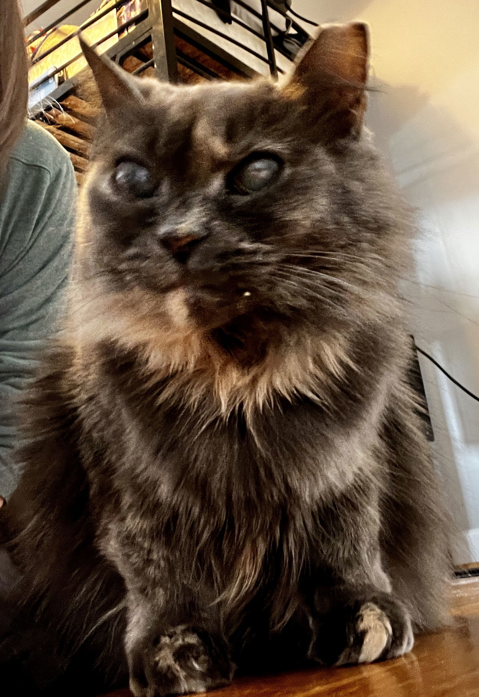 *Narcissa, an adoptable Domestic Long Hair in Forest, VA, 24551 | Photo Image 2