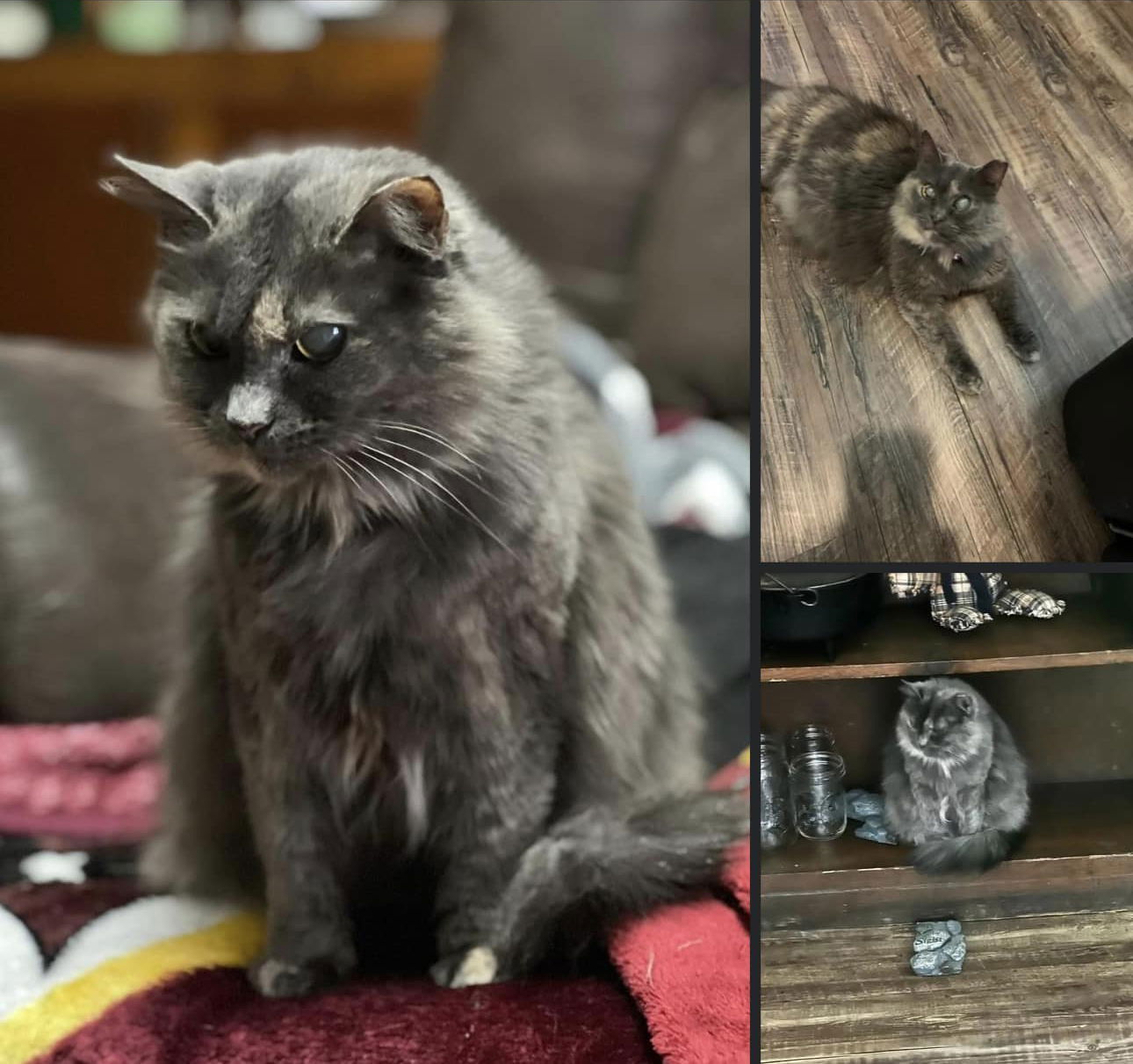 *Narcissa, an adoptable Domestic Long Hair in Forest, VA, 24551 | Photo Image 3