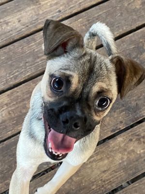 Dogs for Adoption Near Etobicoke, ON | Petfinder
