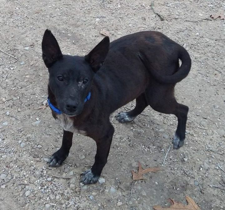 can a australian cattle dog and a rat terrier be friends