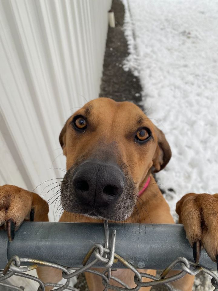 Reuben, an adoptable Redbone Coonhound in Cortland, NY_image-2