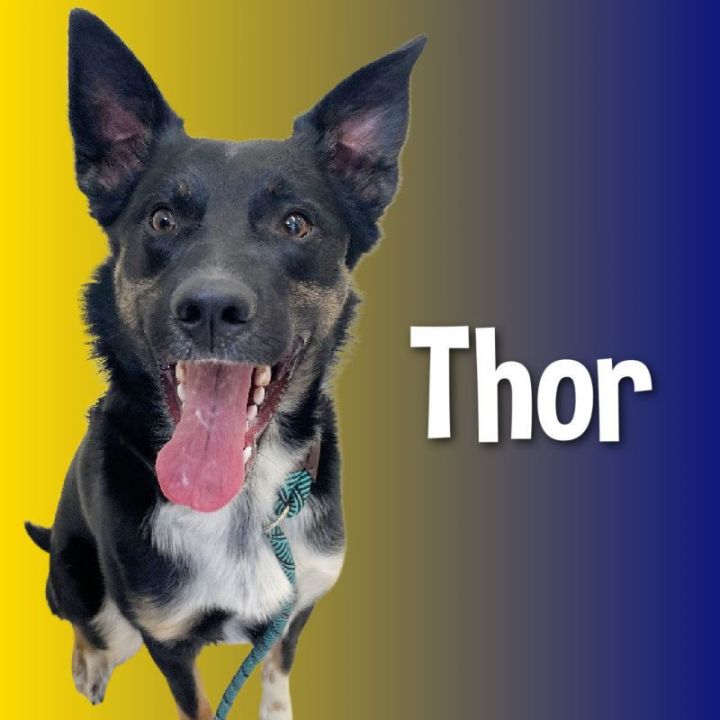 Thor, an adoptable Australian Shepherd & Border Collie Mix in Cortland, NY_image-1