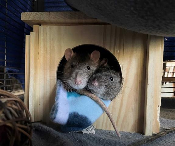LURCH, an adoptable Rat in Raleigh, NC_image-1