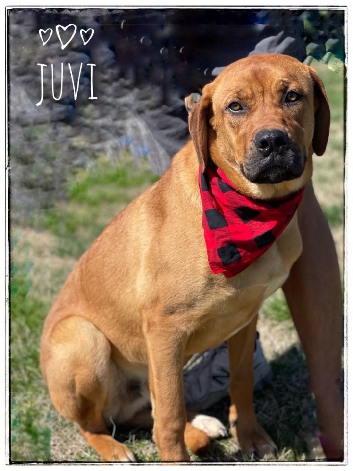 Juvi, an adoptable Mastiff Mix in Maryville, TN_image-1