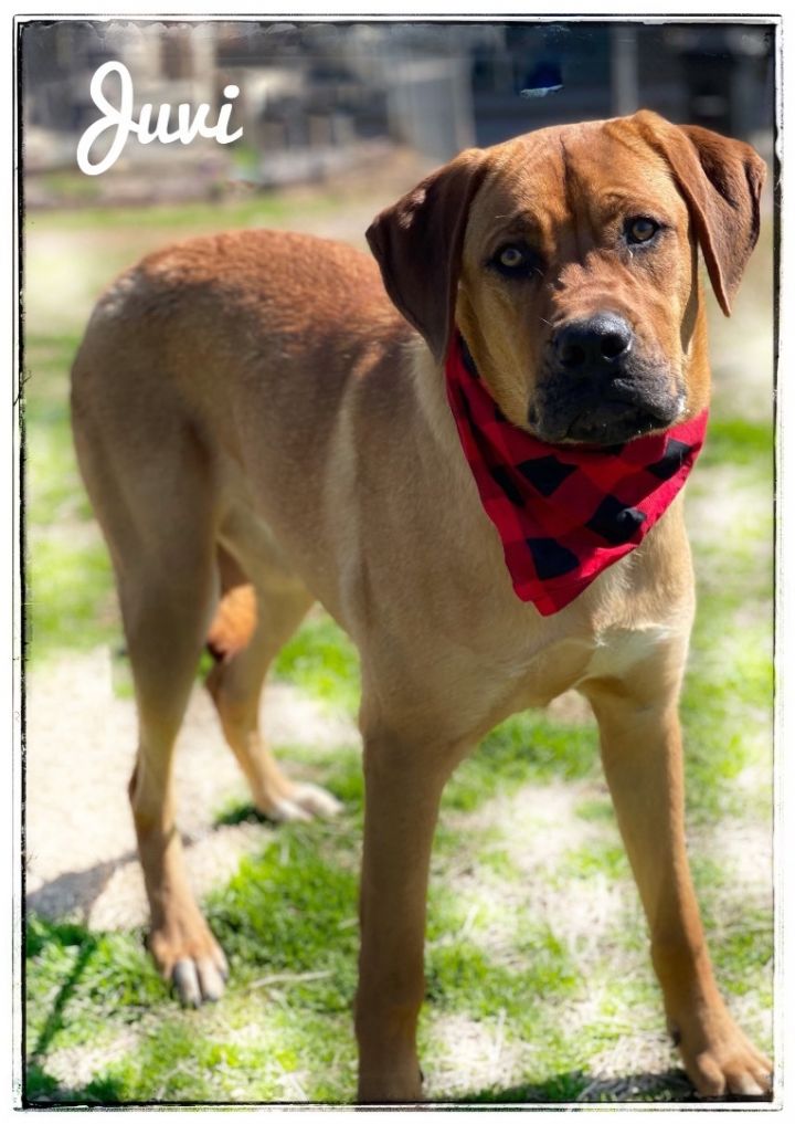 Juvi, an adoptable Mastiff Mix in Maryville, TN_image-2