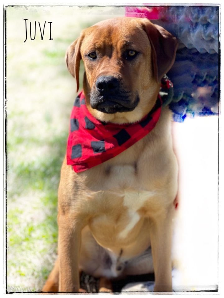 Juvi, an adoptable Mastiff Mix in Maryville, TN_image-4