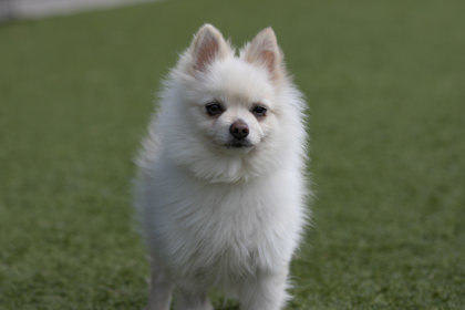 Rufus 2