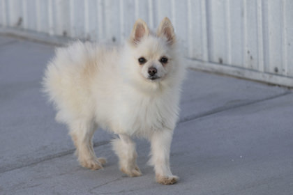 Rufus 3