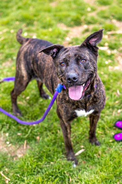 Zilly, an adoptable Mixed Breed in Chamblee, GA_image-1