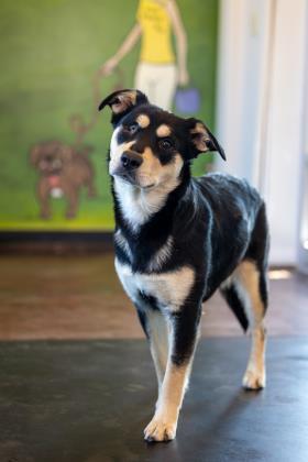 Itsy, an adoptable Mixed Breed in Memphis, TN_image-2