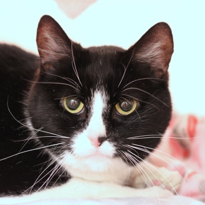 Marti, an adoptable Domestic Short Hair in Hilliard, OH_image-1