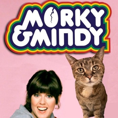 Morkie 1