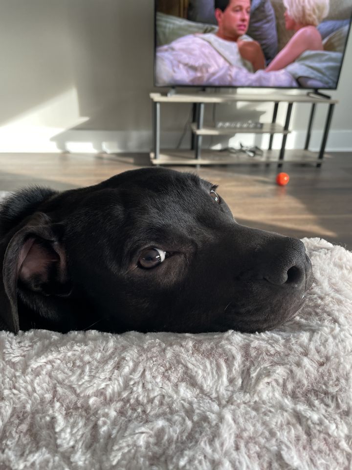 Enzo , an adoptable Black Labrador Retriever & Plott Hound Mix in Glocester, RI_image-4