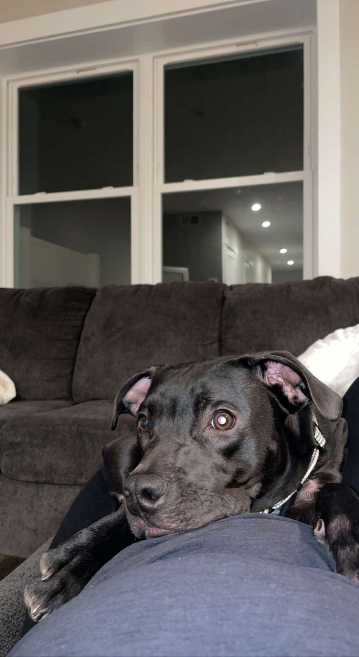 Enzo, an adoptable Black Labrador Retriever & Plott Hound Mix in Glocester, RI_image-3