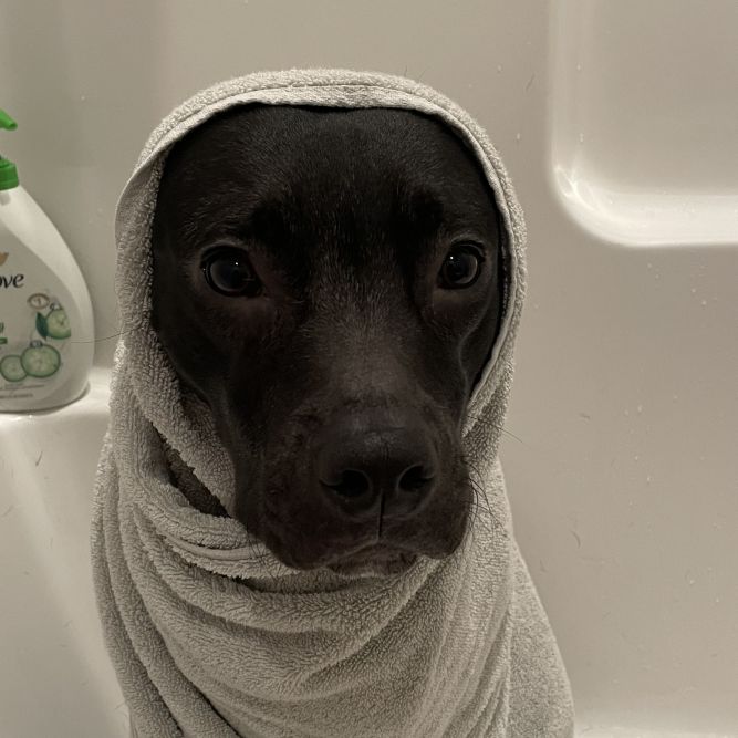 Enzo