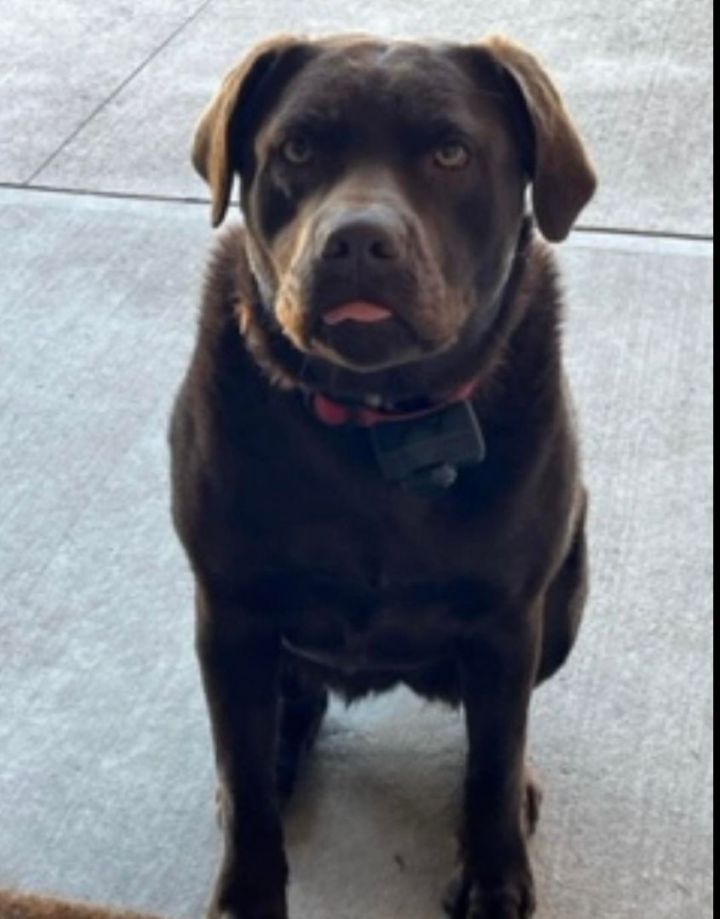 Isabelle--Courtesy post, an adoptable Chocolate Labrador Retriever in Celina, OH_image-5