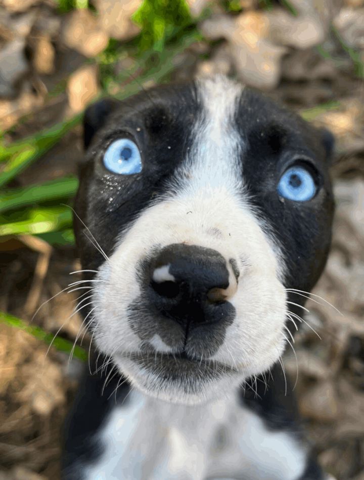Gila Blue, an adoptable American Bulldog Mix in Woburn, MA_image-2