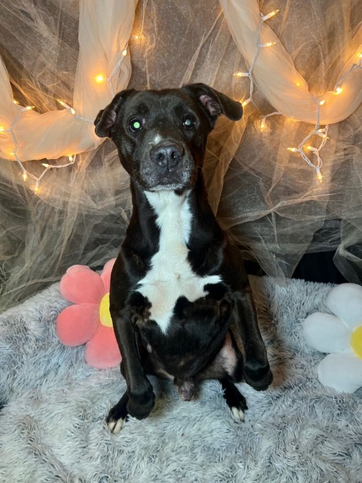 BROWNIE (BOWIE) 1