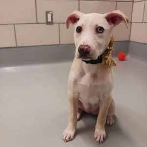 Dogs for Adoption Near Port Arthur, TX | Petfinder