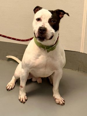 petey is a dog who has been here a long time and needs a quiet type environment hes a pit