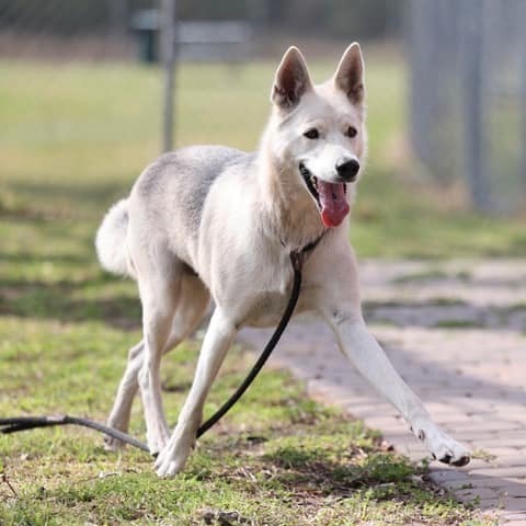 Luna, an adoptable Shepherd & Husky Mix in Wilmington, NC_image-2