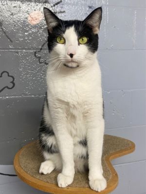 Jett, Adult Male unknown