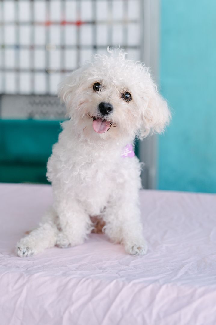 Maltipoo shelter sales