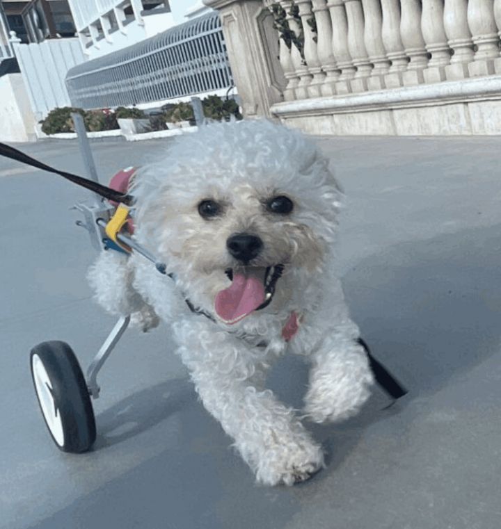 Maltipoo dogs for store adoption